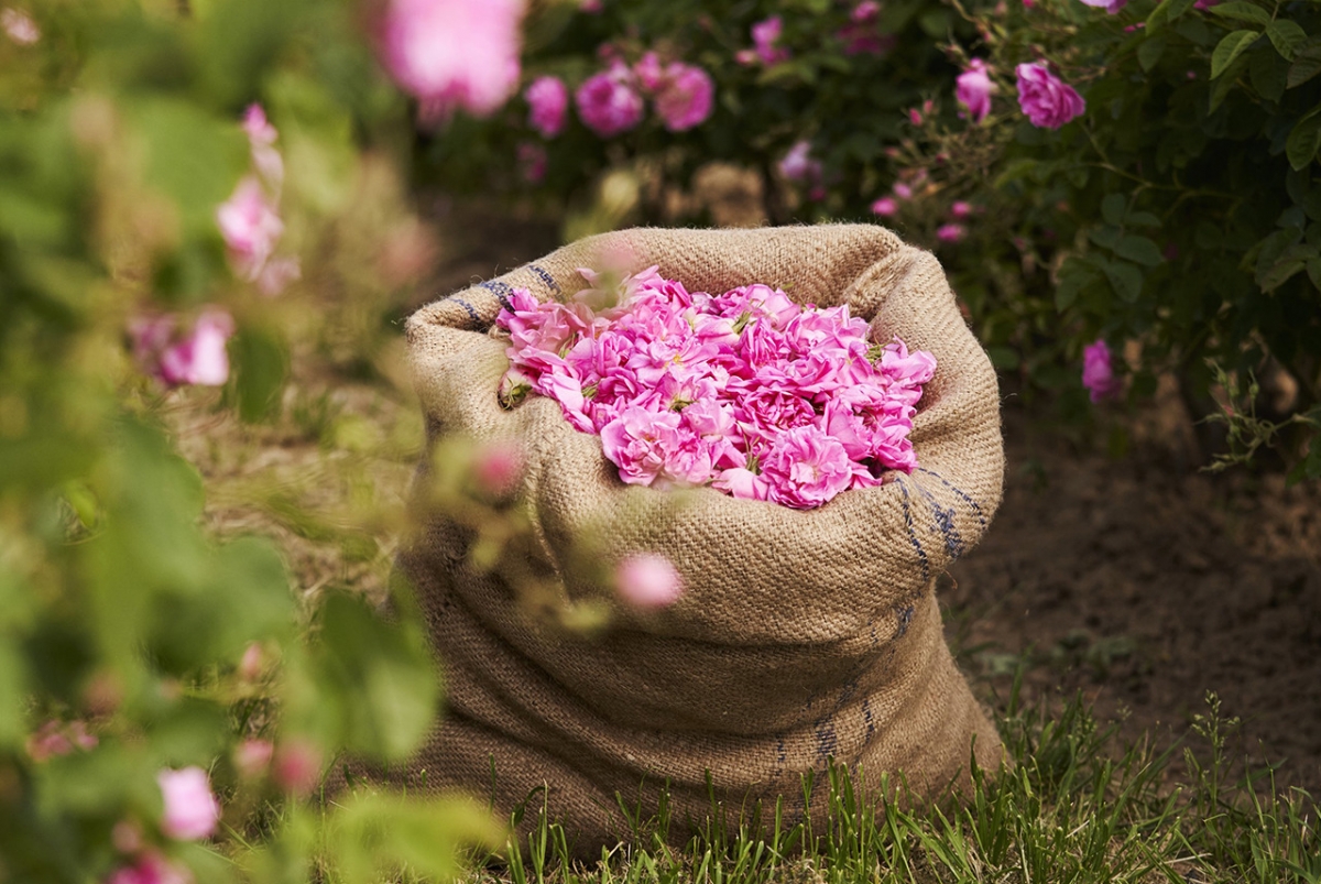 Những cánh đồng hoa hữu cơ ở Grasse được Channel thu mua và bảo tồn.