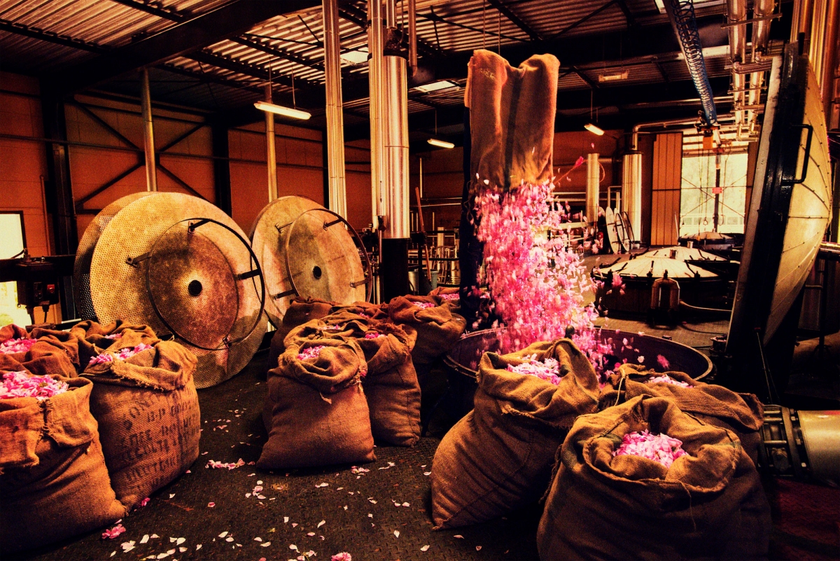 Có một nhà máy đã được xây dựng giữa cánh đồng để chưng cất những bông hoa tươi vừa thu hoạch.