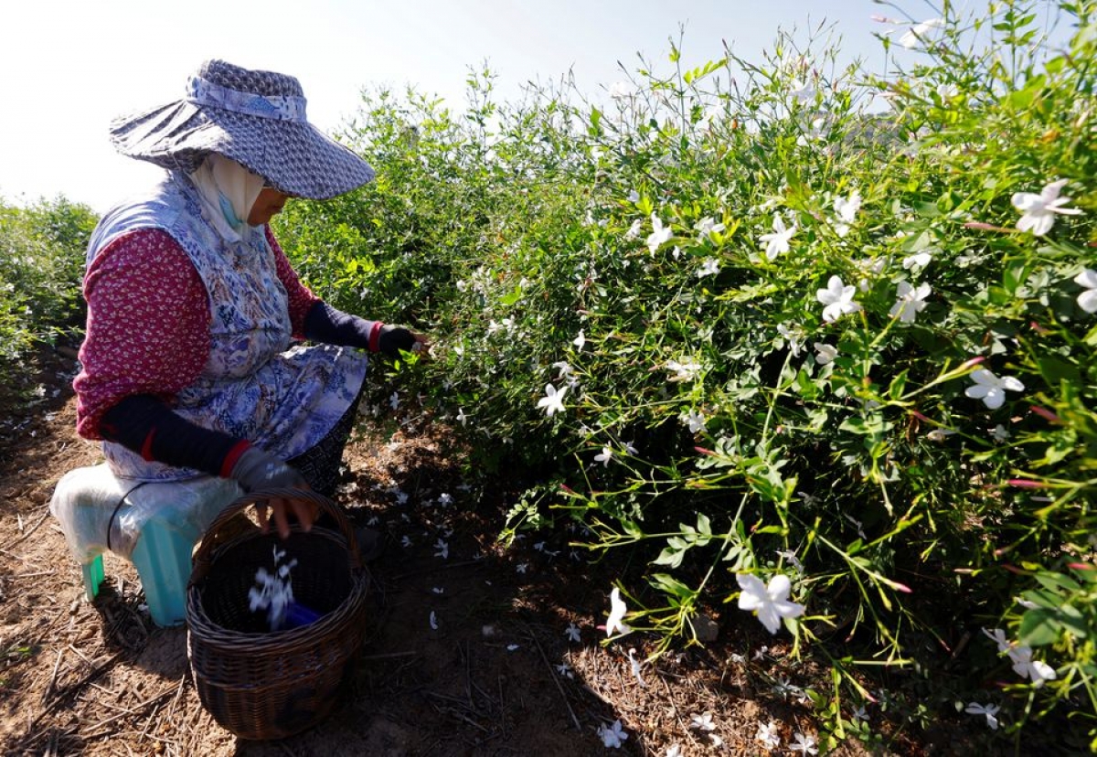 Mới đây, Chanel mua thêm những cánh đồng hoa nhài để đảm bảo nguồn cung nguyên liệu.