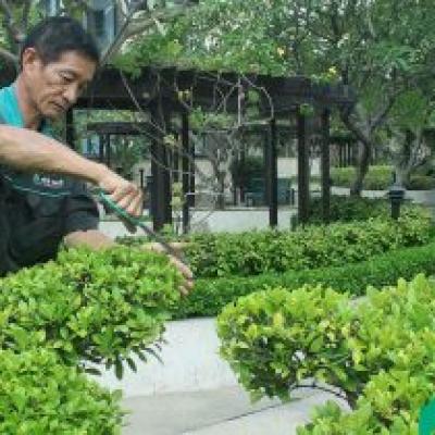 Chăm sóc cây cảnh