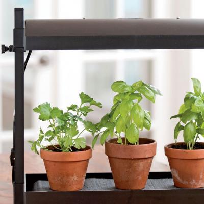 5 cách đơn giản để trồng rau thơm tại nhà khi giãn cách xã hội